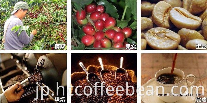 中国の生生グリーンコーヒー豆、100％アラビカタイプ、メッシュ13-16、新作物